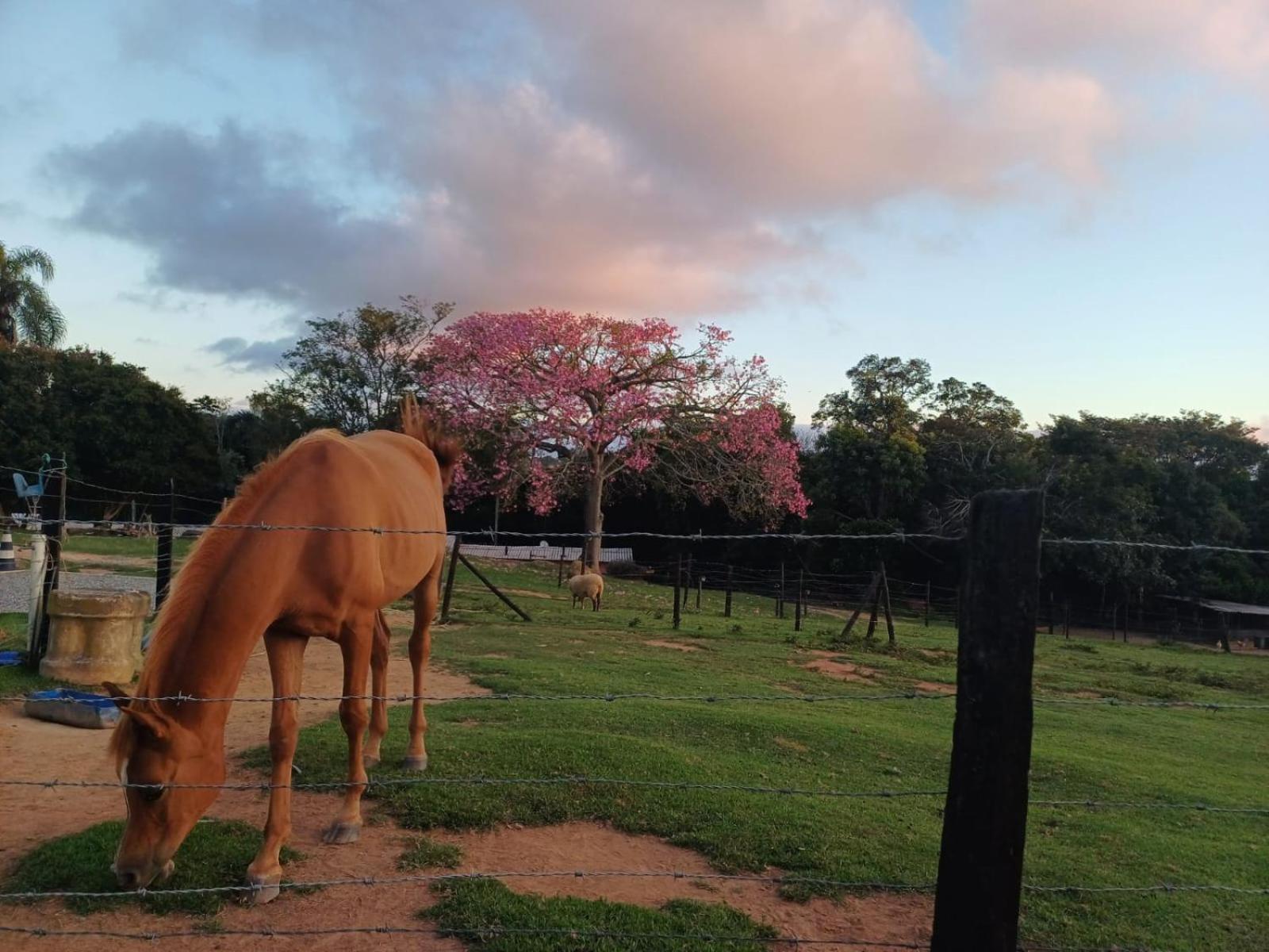 Pousada Sitio Da Terra E Arte São Roque Exteriér fotografie